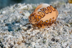 Flamingo Tongue (Cyphoma gibbosum) traveling "by foot" on... by Vladimir Levantovsky 